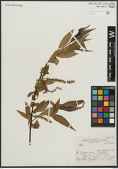 Foto von Salix alba L. x Salix fragilis L.